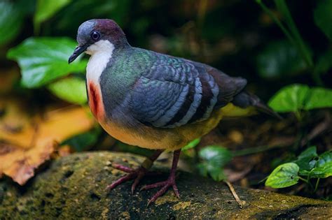 heart  jurong bird parks highly threatened bleeding heart doves
