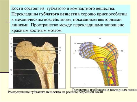 Остеология. Анатомия человека - online presentation