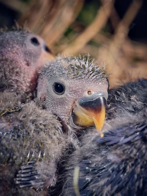 Premium Photo Closeup Of Adorable Newborn Lovebirds With Fluffy Gray