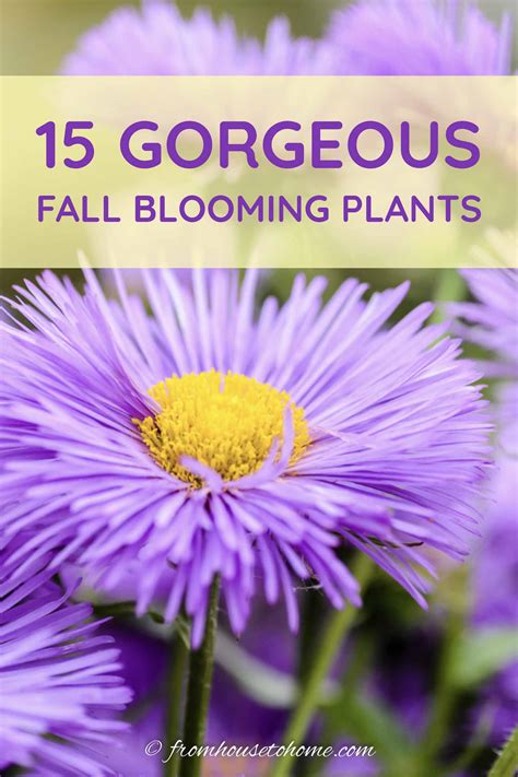 Fall Perennials & Shrubs (15 of the Best Plants For Fall Flowers ...