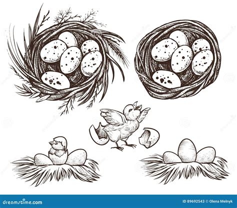 Hatching Egg Drawing