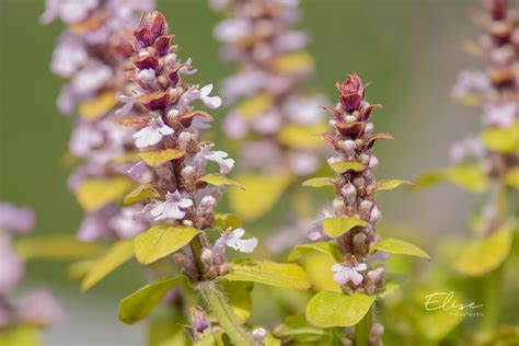 akakapsas, roomav `Gold Chang` | Eliseaed | E-Pood