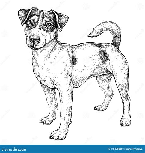 Dibujo De Divertido Jack Russell Terrier Para Colorear Dibujos Para