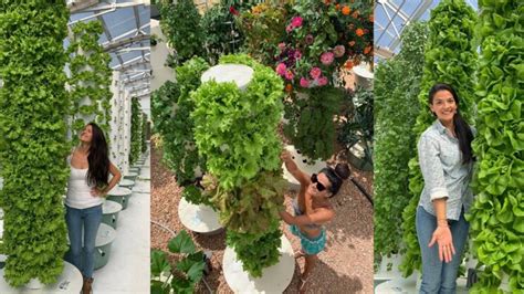 Top Lettuces To Grow On The Tower Garden Hortimedia