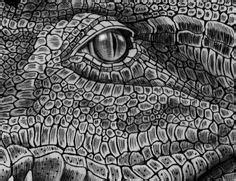 68 A gator ideas | crocodiles, reptiles and amphibians, alligator