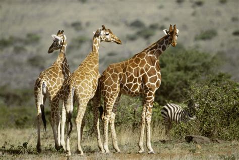 Giraffes In Africa