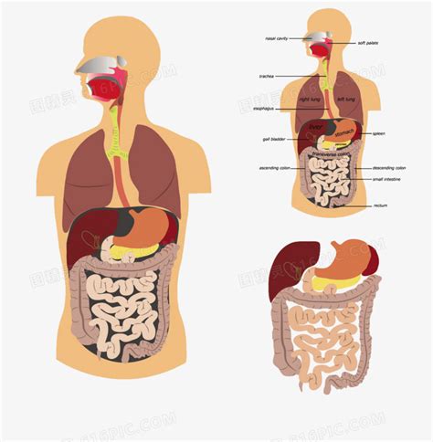 人体肠道图片免费下载 PNG素材 编号vgpiqj99v 图精灵