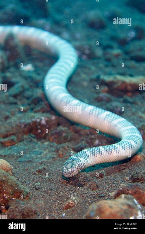 Chinese Sea Snake, Laticauda semifasciata, approaching time to moult ...