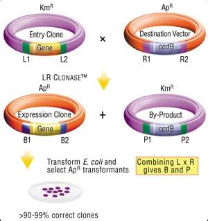 GATEWAY Cloning Technology—A Universal Cloning System