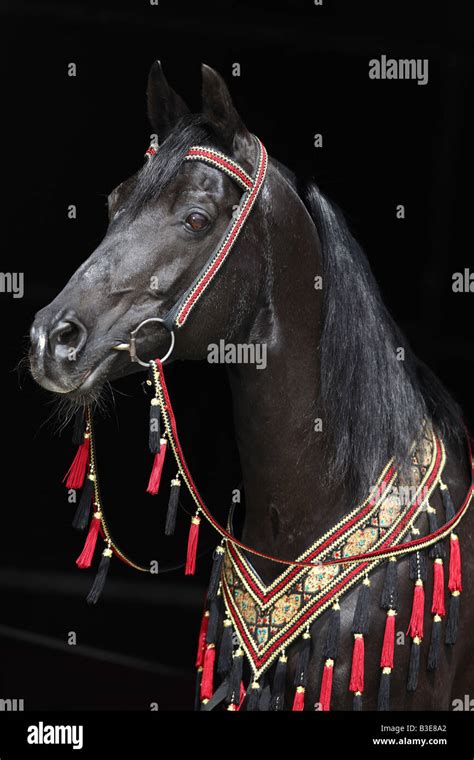 Arabian Horse Portrait Stock Photo Alamy