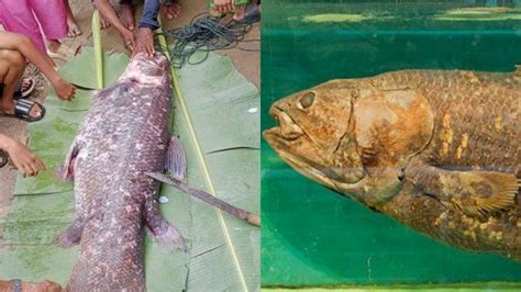 Ikan Coelacanth Temuan Nelayan Gorontalo Utara Jadi Bahan Penelitian