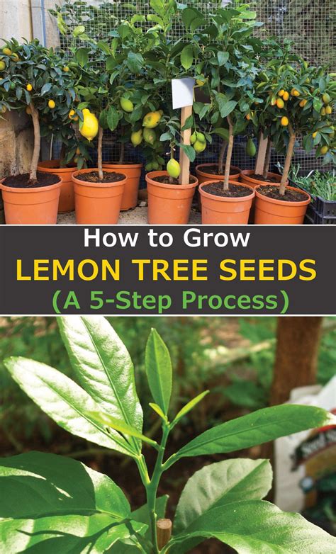 Step Process On How To Grow A Lemon Tree From Seed In Containers