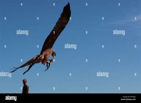 hawk in flight Stock Photo - Alamy