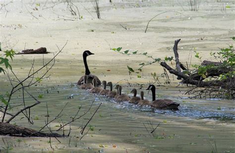 North Carolina Bird Atlas Checklist May Union Church