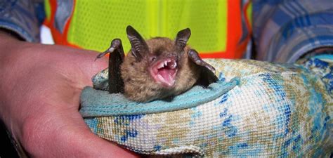 Habitat for Tree-dwelling Bats - New England Forestry Foundation New ...