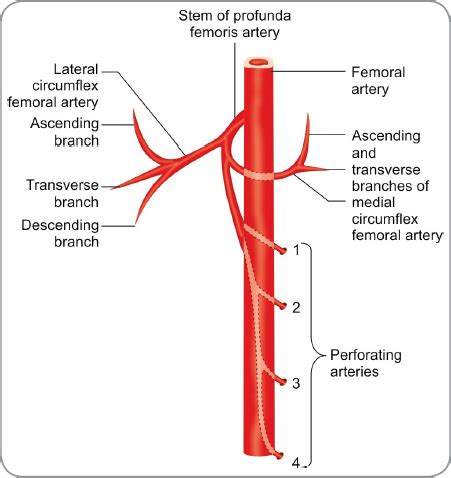 Femoral Artery And Branches