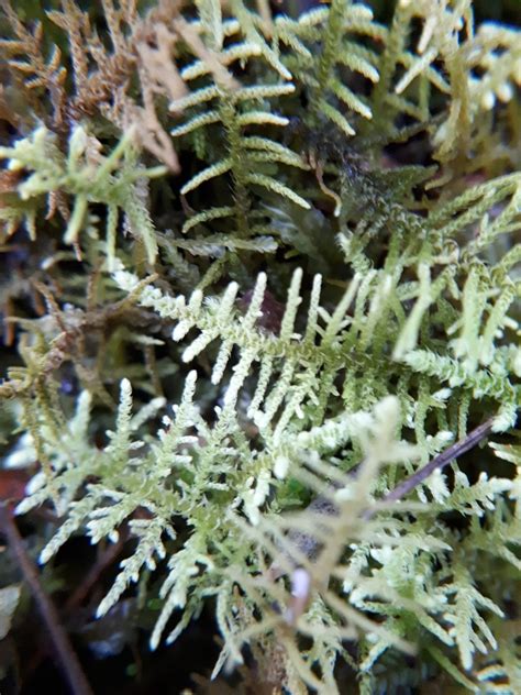 Sparse Fern Moss From Monbulk Vic 3793 Australia On July 29 2021 At