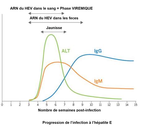 Serologie Hepatite C Interpretation