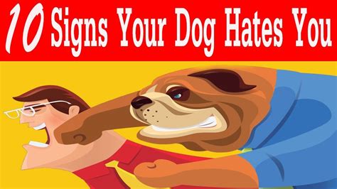 10 Signs Your Dog Hates You Things Your Dog Hates About You Youtube