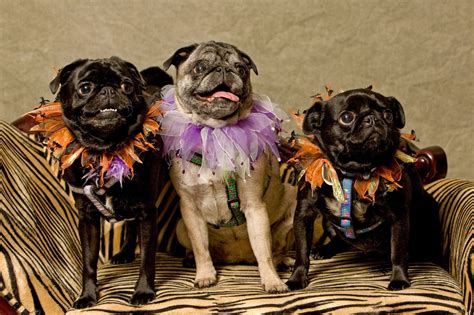 Black Pugs In Halloween Costumes