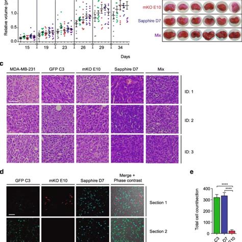 Transcriptional Profile Of MDA MB 231 Clonal Cell Lines A Heatmap For