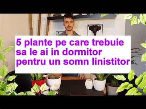 5 Plante Care Nu Trebuie Sa Ti Lipseasca Din Dormitor Pentru Un Somn