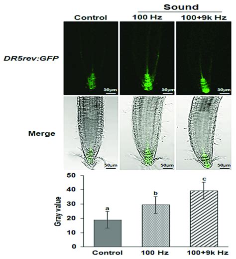 The Expression Profile Of The Auxin Specific Reporter Gene Dr5 As Green