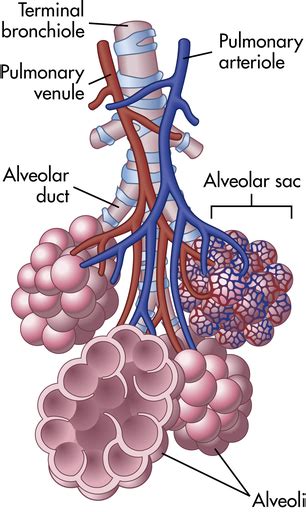 Alveolar Duct Alveolar Sac Alveolus Pulmonary Arteriole Pulmonary