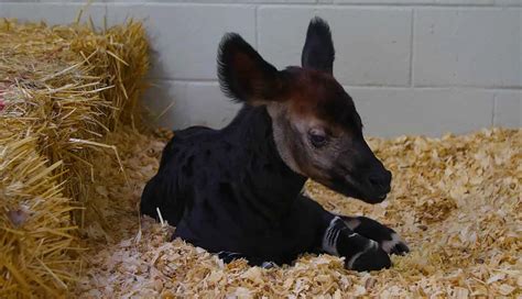 Audubon Species Survival Center Welcome Baby Okapi on World Okapi Day