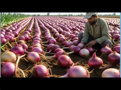 How Millions Of Onions Are Harvested Processed Using Modern