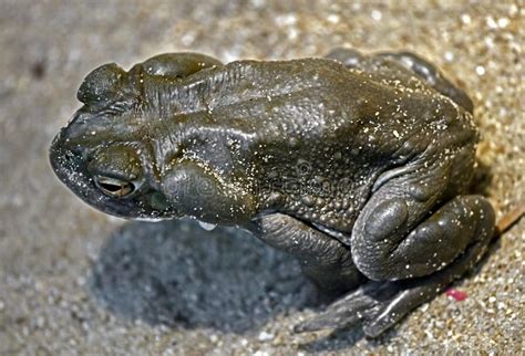 Colorado River Toad 5 Stock Photo Image Of Wildlife Toad 2372040