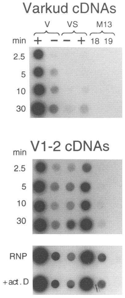 Dot Blot Hybridization Of~2p Labeled Cdnas Synthesized In Endogenous