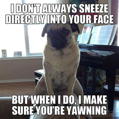 12 Funniest Pug Memes And Comics