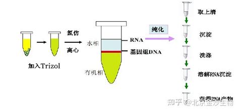 Rna