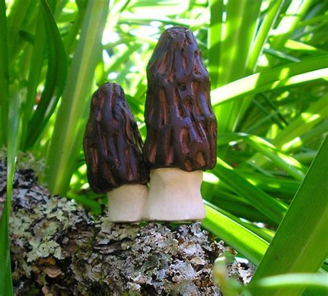 Marvelous Black Morels Make