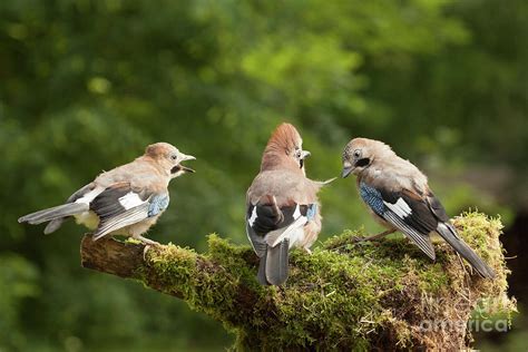 Jay bird family of three feeding Photograph by Simon Bratt Photography ...