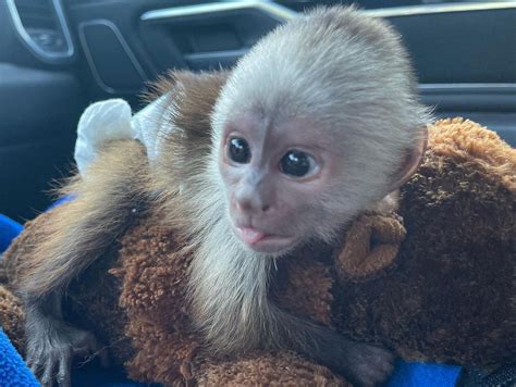 Male And Female Capuchin Monkeys Available