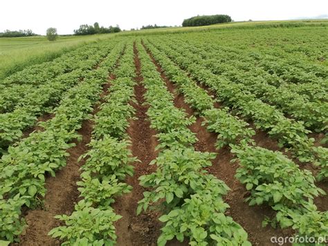 Ziemniaki Zdj Cie Fotka Foto Numer Galeria Rolnicza Agrofoto