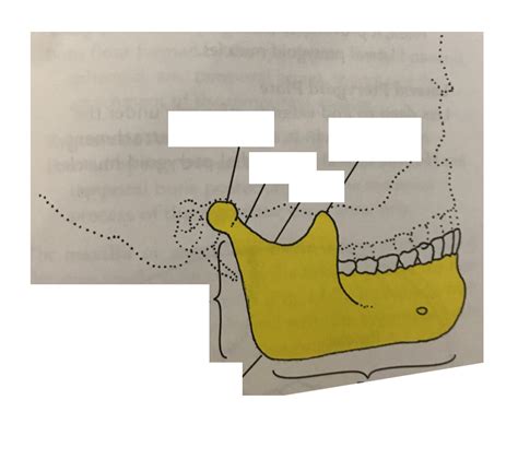 Ch 14 TMJ Bony Landmarks Of The Mandible Labeling Diagram Quizlet