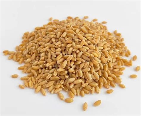 Golden Khapli Wheat Grain At 95 Kg In Kolkata ID 2852931452391