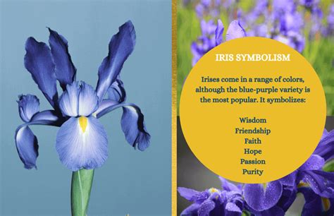 Iris – Symbolism and Meaning - Symbol Sage