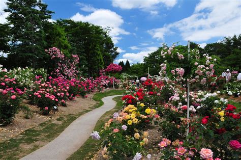 過去の写真～旬の花 （薔薇・湧永庭園） 綺麗な写真 日々出来事