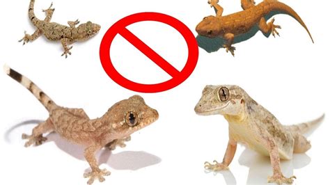 how to get rid of house lizards - Amber Smith