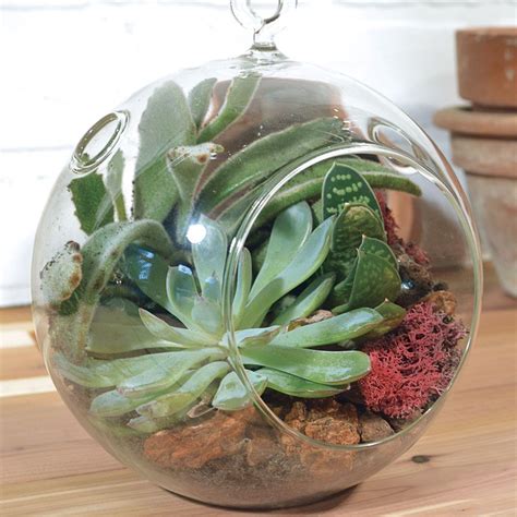 Hanging Bubble Succulent Garden From Jackson And Perkins