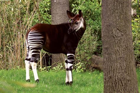 Okapi Habitat Size Life Expectancy And Endangered Species Britannica