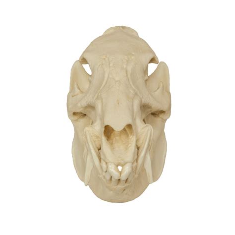 Replica Peccary Skull — Skulls Unlimited International, Inc.