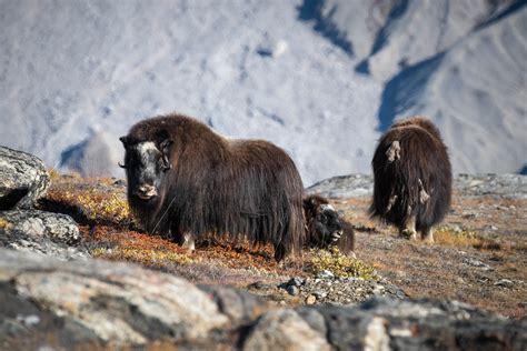 Greenland Wildlife | Olga FineArts Photography | Fine Art Prints ...