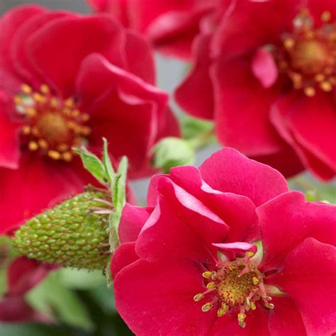 Земляника (клубника) 'Summer Breeze Rose'