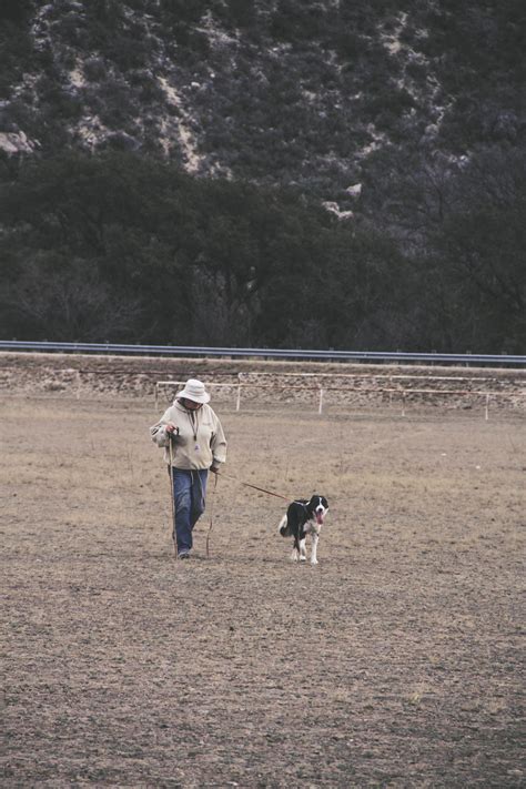 Sheep Dog Trials :: Junction, TX