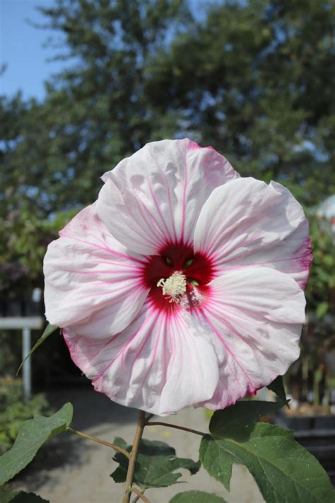 Staudenhibiskus Cherry Cheesecake Cm Topf G Rtnerei Klenart Stauden